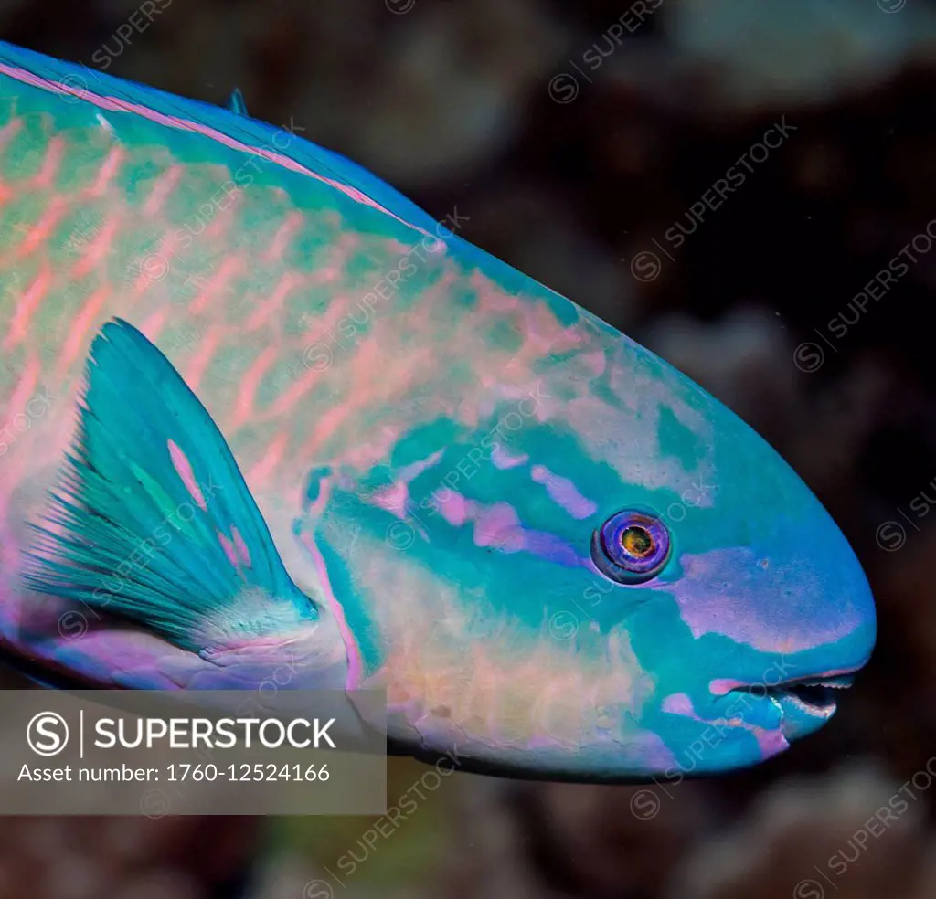 Portrait of a terminal male Bullethead Parrotfish (Chlororus sordidus); Kona, Island of Hawaii, Hawaii, United States of America