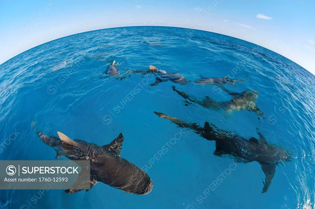 Bahamas, West End, lemon sharks Negaprion brevirostris circle around a boat with bait.