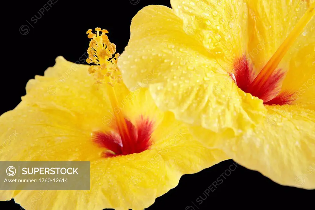 Hawaii, Oahu, Close_up of two yellow hibiscus with droplets on a black background.