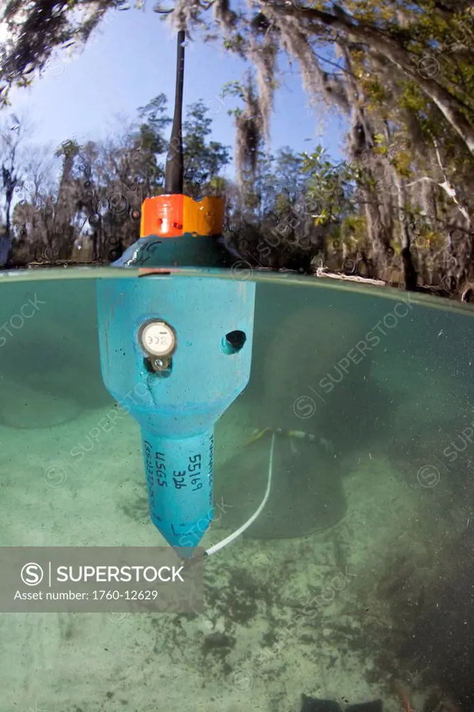 Florida, Crystal River, This floating transmitter sends a signal to track this endangered Florida Manatee, Trichechus manatus latirostris.