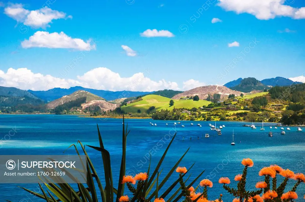 New Zealand, North Island, Coromandel, Tairua Harbour, orange blossom, pincushion protea plant in foreground.