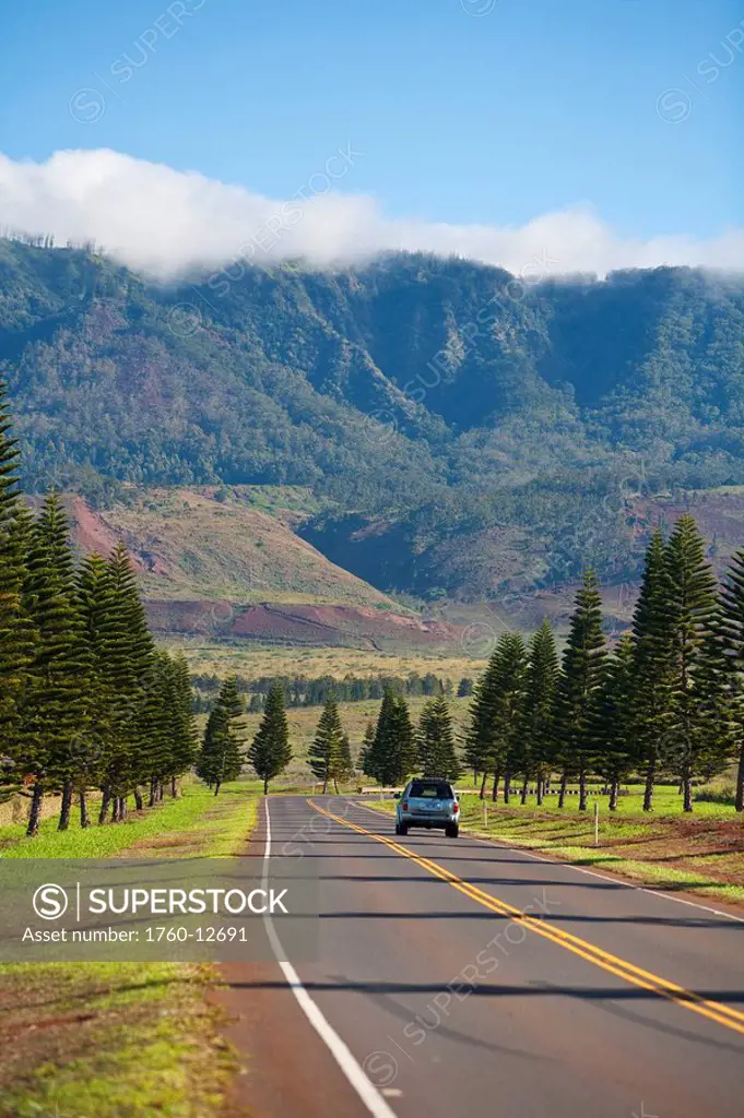 Hawaii, Lanai, Cook Island Pines line the highway to Lanai City, Lone car driving.