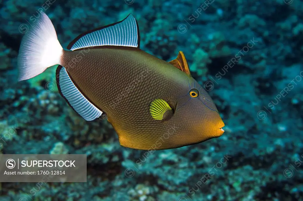 Hawaii, Maui, Pinktail Durgon, Melichthys vidua, also referred to as the Pinktail triggerfish.