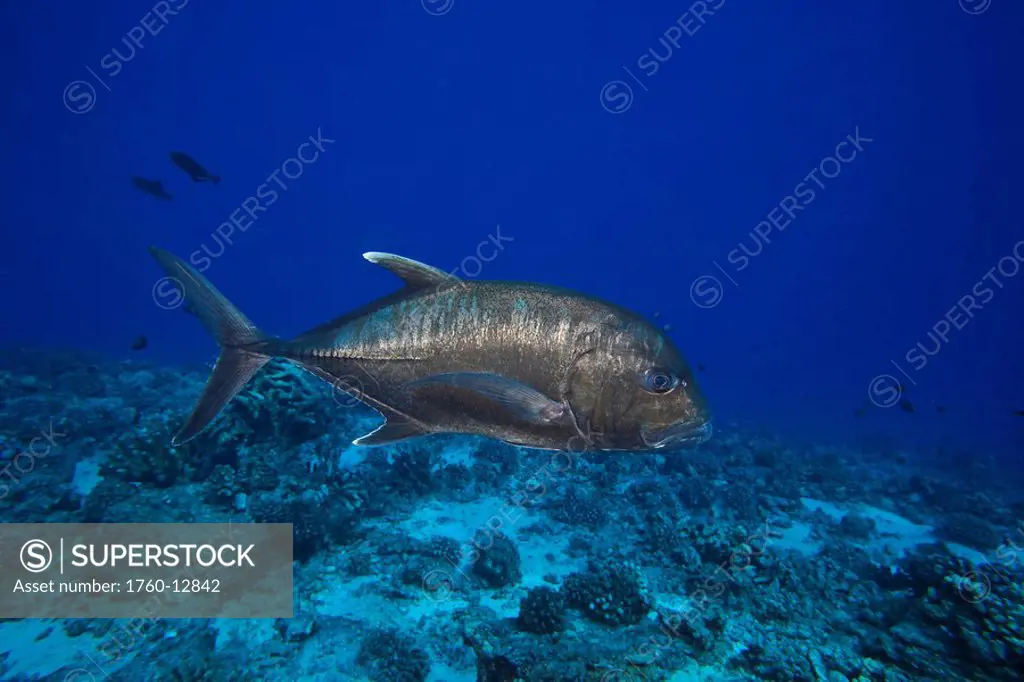 Hawaii, Maui, The white ulua, Caranx ignobilis, is also known as a giant trevally or jack