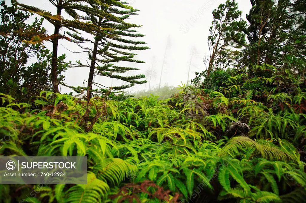 Hawaii, Lanai, Scene on the Munro Trail, Fern and Norfolk in the fog.