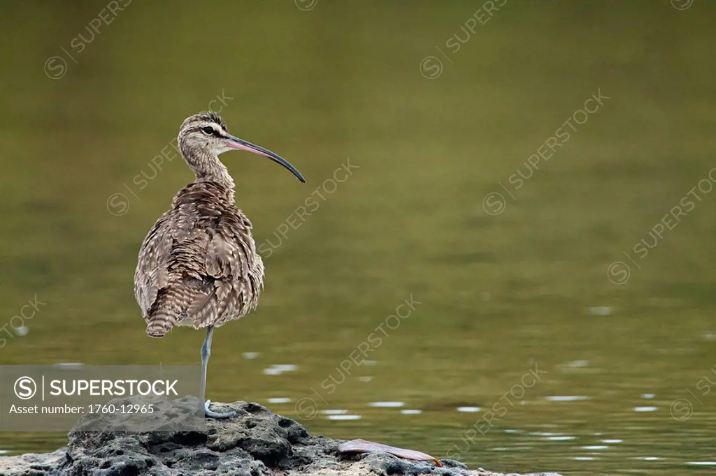 Ecuador, Galapagos, The Whimbrel, Numenius phaeopus hudsonicus, on a rocky surface.