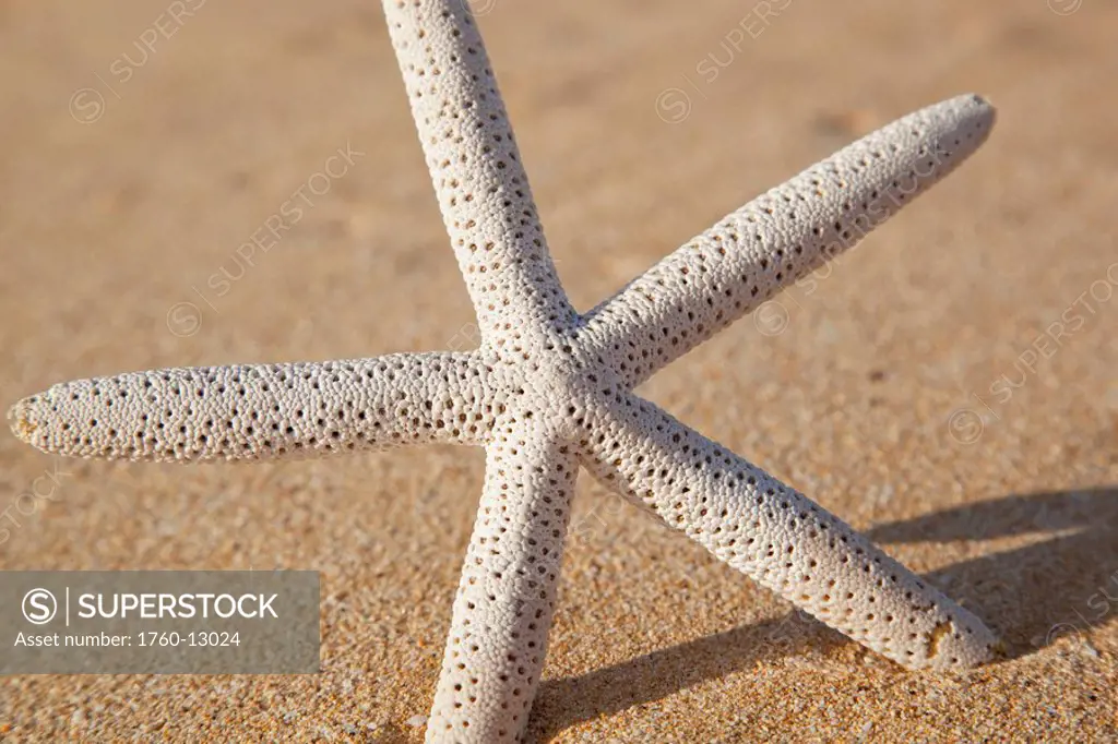 Hawaii, Maui, Makena, Starfish in the sand