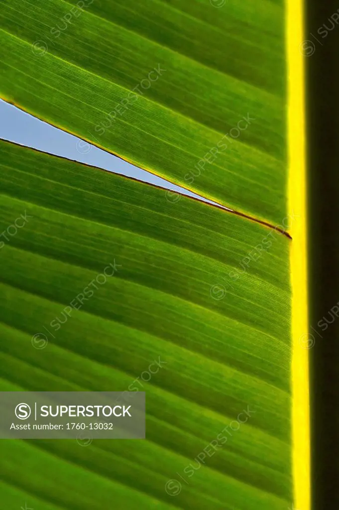 Hawaii, Close_up detail of a banana leaf with a tear.