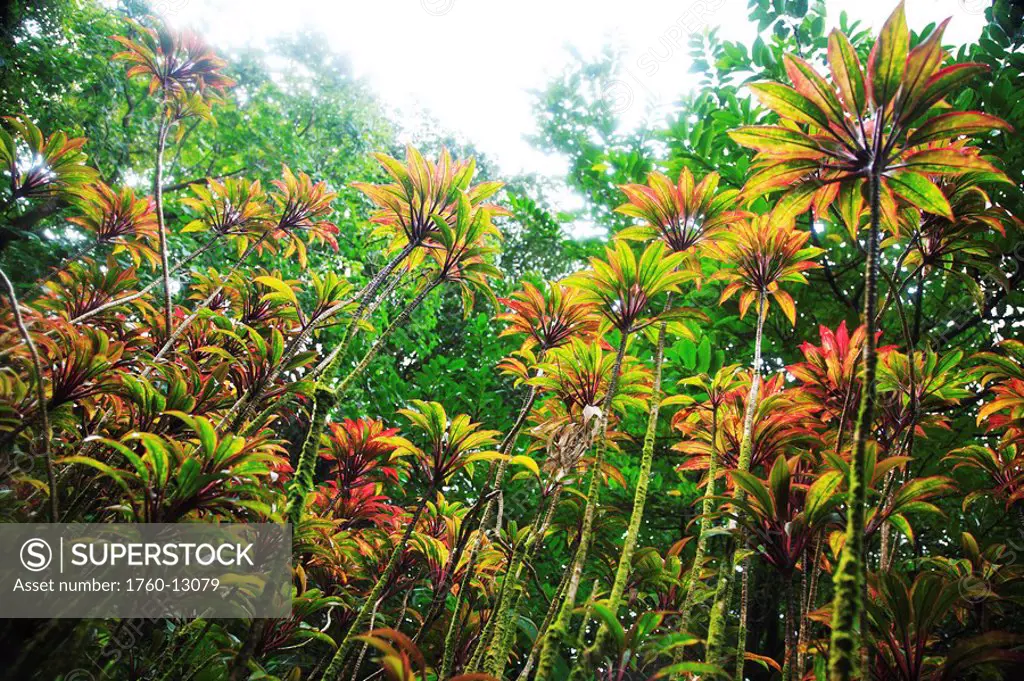 Hawaii, Oahu, Multi Color Red Ti Leaf Ki Plants Cordiyline Fruticosa in a lush garden