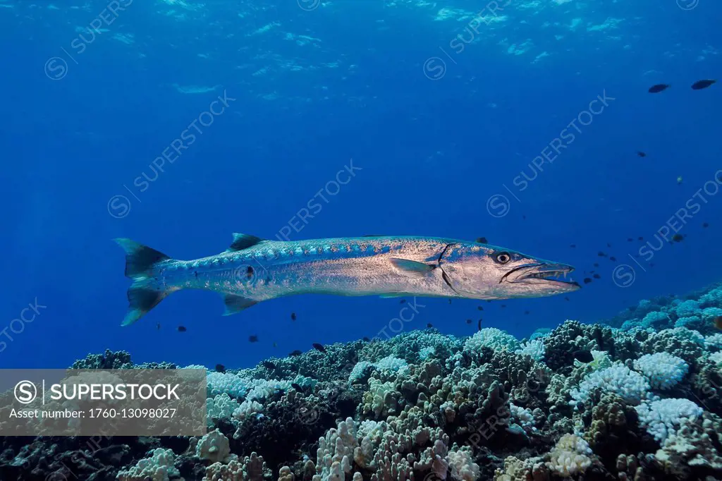 Great barracuda (Sphyraena barracuda) can reach as much as six feet in length; Hawaii, United States of America