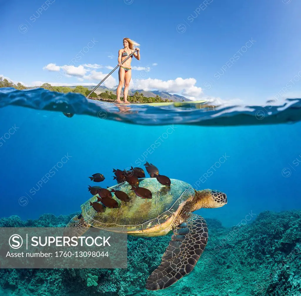 A green sea turtle (Chelonia mydas), an endangered species, is having its shell cleaned by a school of goldring surgeonfish (Ctenochaetus strigosus) ...
