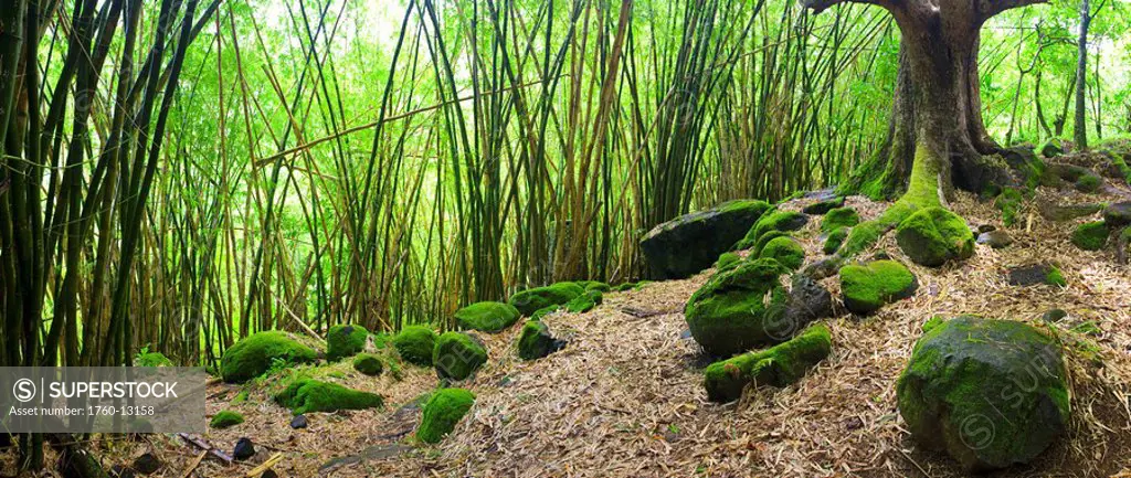 Hawaii, Kauai, Napali Coast, Bamboo grove on trail to Hanakapiai Falls