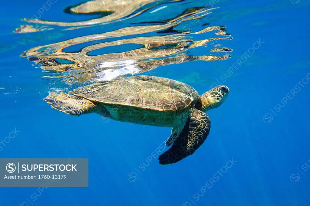 Hawaii, Maui, Makena, Hawaiian Green Sea Turtle or Honu underwater
