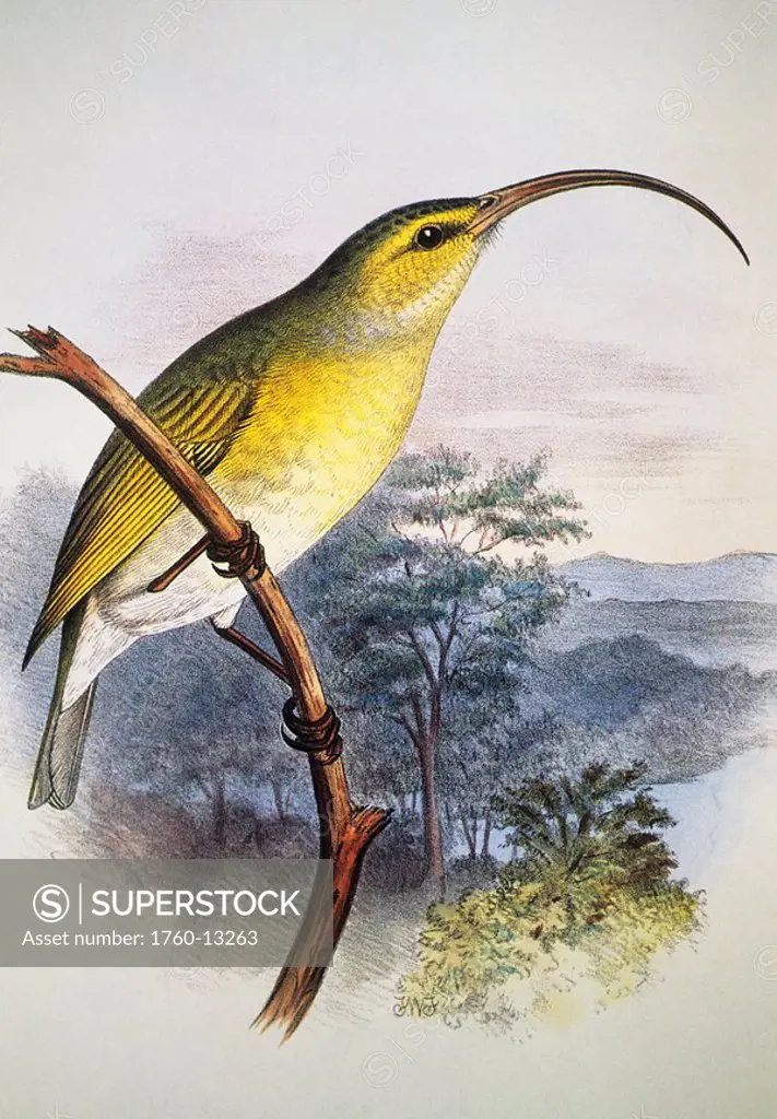 c. 1893_1900 Frederick Frohawk, Native Hawaiian Birds, Vintage painting of Greater Akialoa Hemignathus ellisianus.