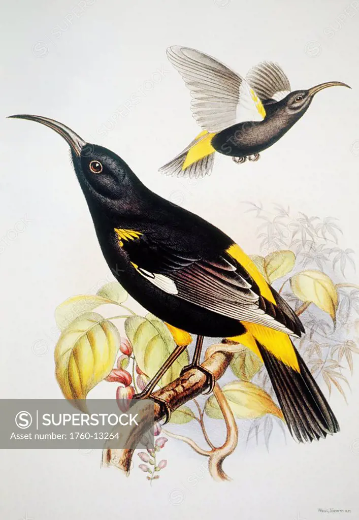 c. 1893_1900 Frederick Frohawk, Native Hawaiian Birds, Vintage painting of Hawaii Mamo Drepanis pacifica.