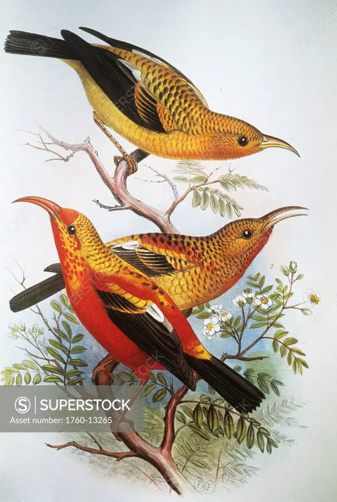 c. 1893_1900 Frederick Frohawk, Native Hawaiian Birds, Vintage painting of unique species of I´iwi.