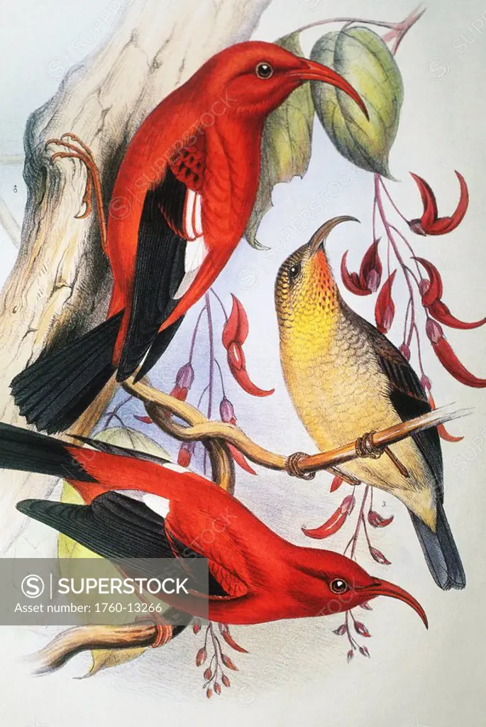 c. 1893_1900 Frederick Frohawk, Native Hawaiian Birds, Vintage painting of Red Hawaiian Honeycreeper or I´iwi Polena Vestiaria coccinea.