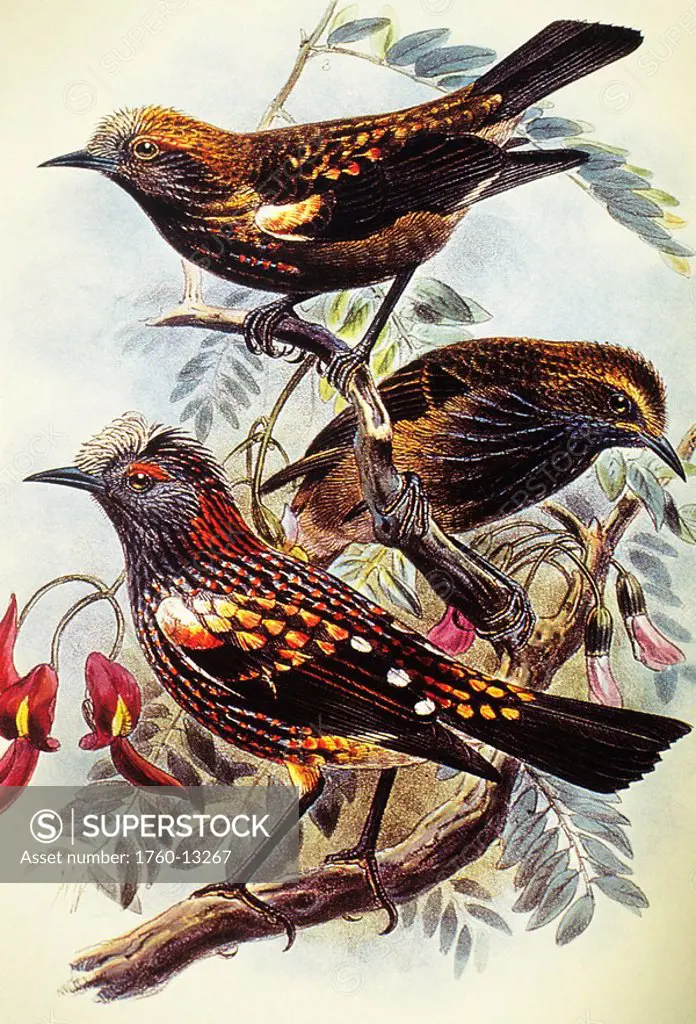 c. 1893_1900 Frederick Frohawk, Native Hawaiian Birds, Vintage painting of Crested Honeycreeper or Akohekohe Palmeria dolei.