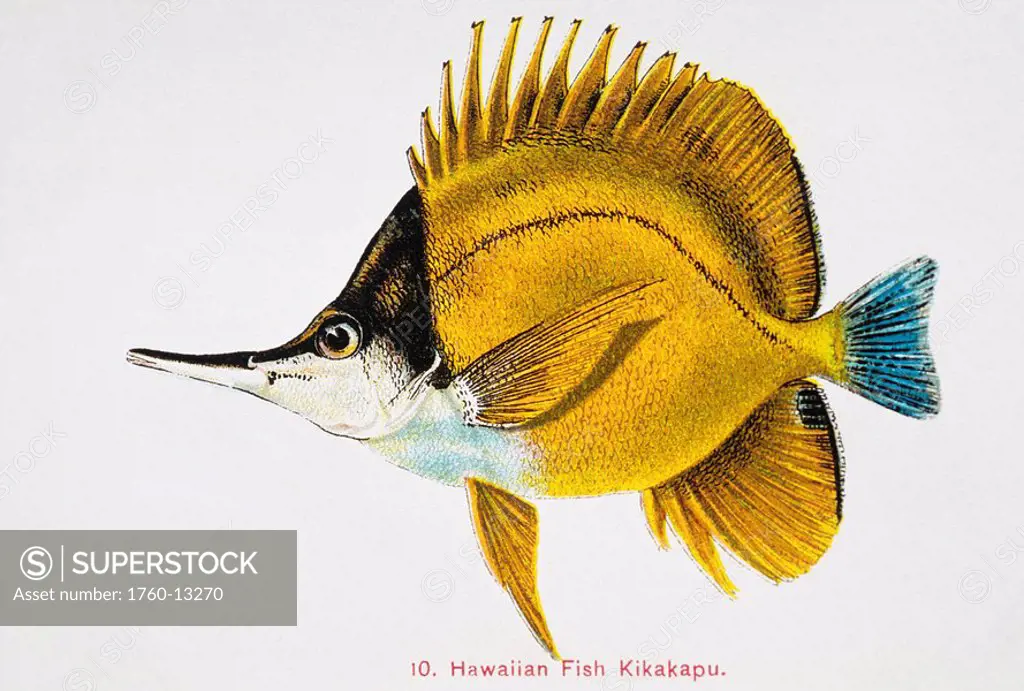 c. 1895/1905 Frederick Frohawk, Native Hawaiian Fish, Vintage painting of Oval Butterflyfish or Kikakapu Chaetodon lunula.