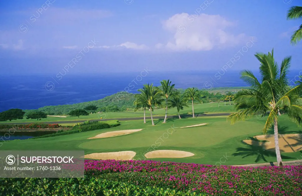 Hawaii, Big Island, South Kona, Hokulea Golf Course, bright pink flowers in foreground.