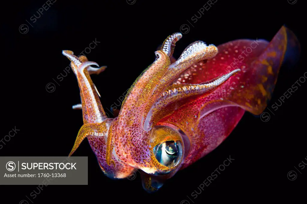 Hawaii. Maui, Kapalua, Close up of a male Oval Squid during a night dive.