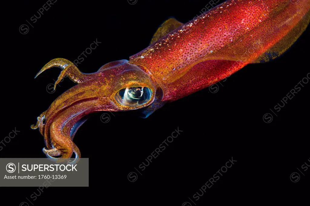 Hawaii. Maui, Kapalua, Close up of a male Oval Squid during a night dive.