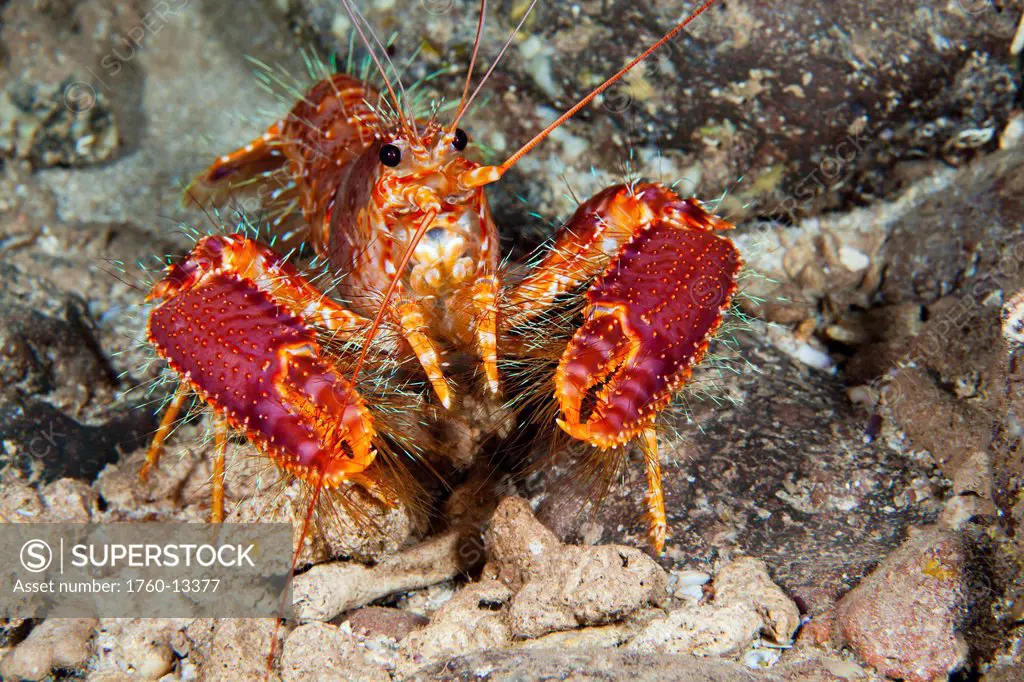 Hawaii, Maui, Molokini, Western Lobster, Enoplometopus occidentalis found among rocks.