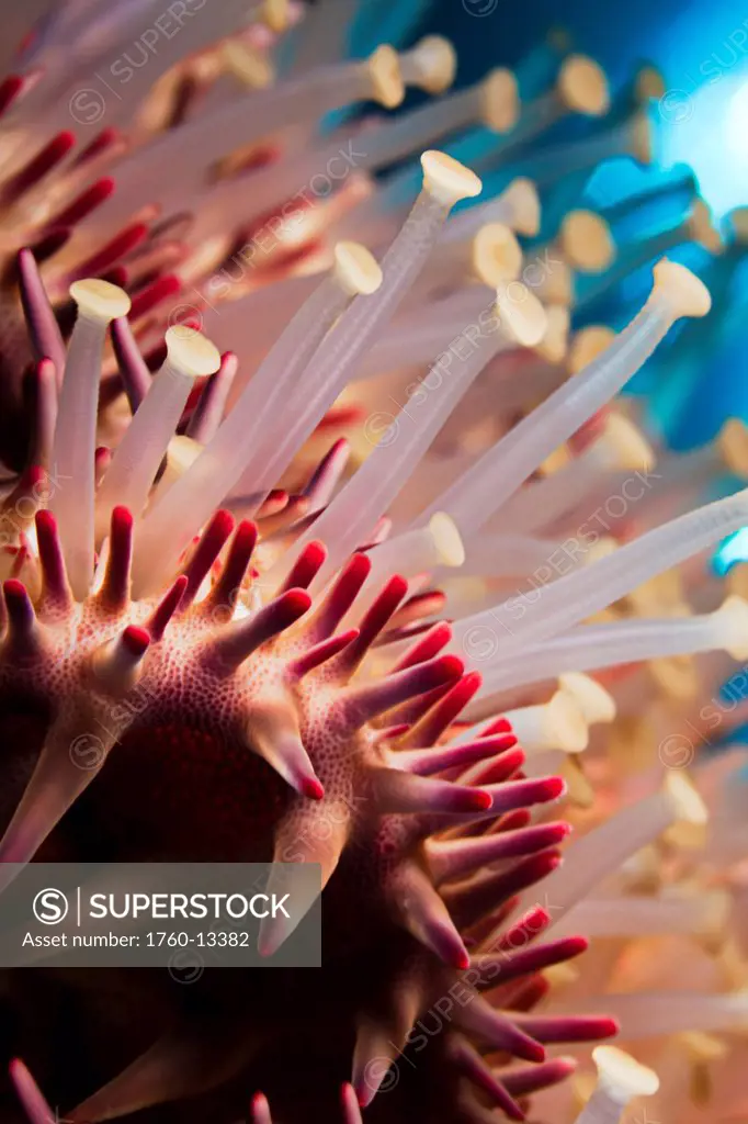 Hawaii, Maui, Molokini, A macro shot of the spines and tube feet of a Crown of Thorns starfish, Acanthaster Planci.