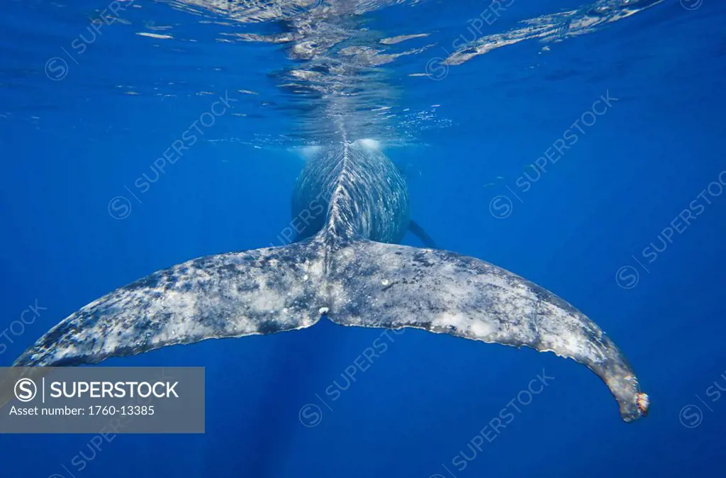 Hawaii, Maui, Humpback Whale Megaptera novaeangliae, View from behind of tail fluke.