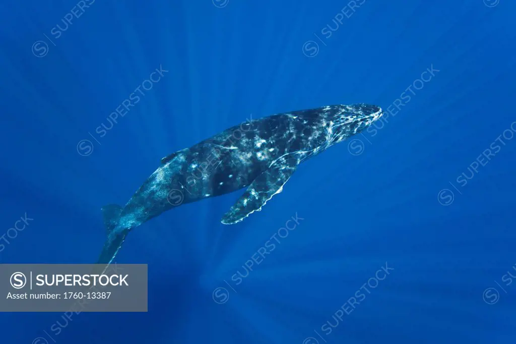 Hawaii, Maui, Humpback Whale Megaptera novaeangliae underwater.