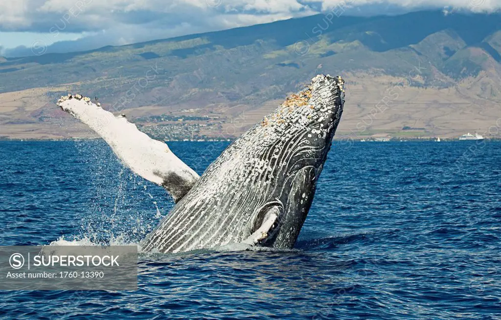 Hawaii, Maui, Humpback Whale Megaptera novaeangliae breaching off shore.