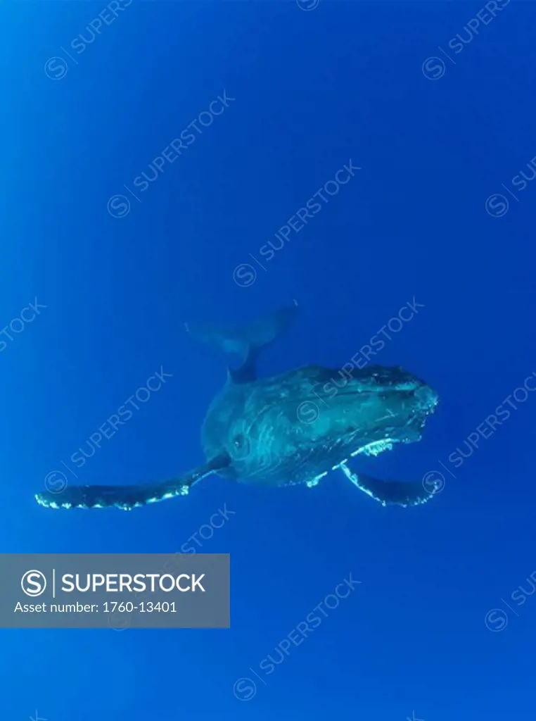 Hawaii, Maui, Humpback Whale Megaptera novaeangliae in ocean underwater.