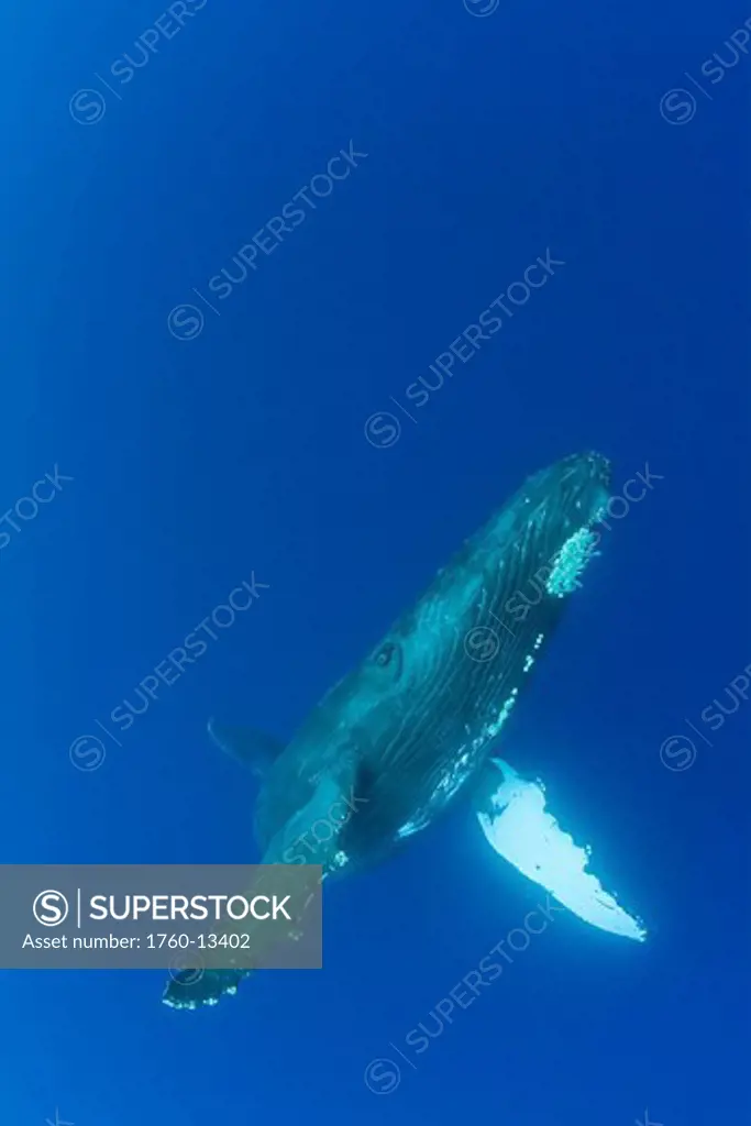 Hawaii, Maui, Humpback Whale Megaptera novaeangliae in ocean underwater.
