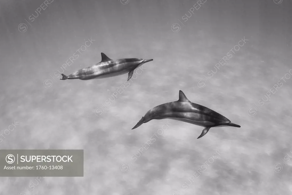 Hawaii, Lanai, Hulopoe Bay, Spinner Dolphins Stenella longirostris underwater, Black and white photograph.