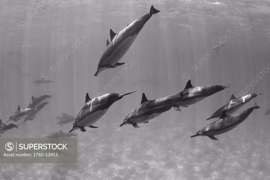 Hawaii, Lanai, Hulopoe Bay, Spinner Dolphins Stenella longirostris underwater, Black and white photograph.