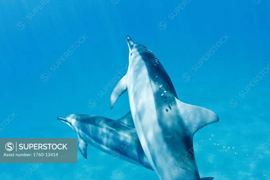 Hawaii, Lanai, Hulopoe Bay, Pair of Spinner Dolphins Stenella longirostris underwater.
