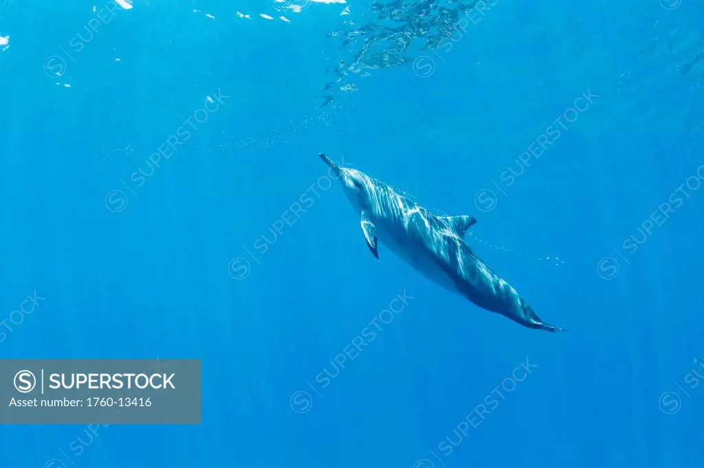 Hawaii, Lanai, Hulopoe Bay, Spinner Dolphin Stenella longirostris underwater near ocean surface.