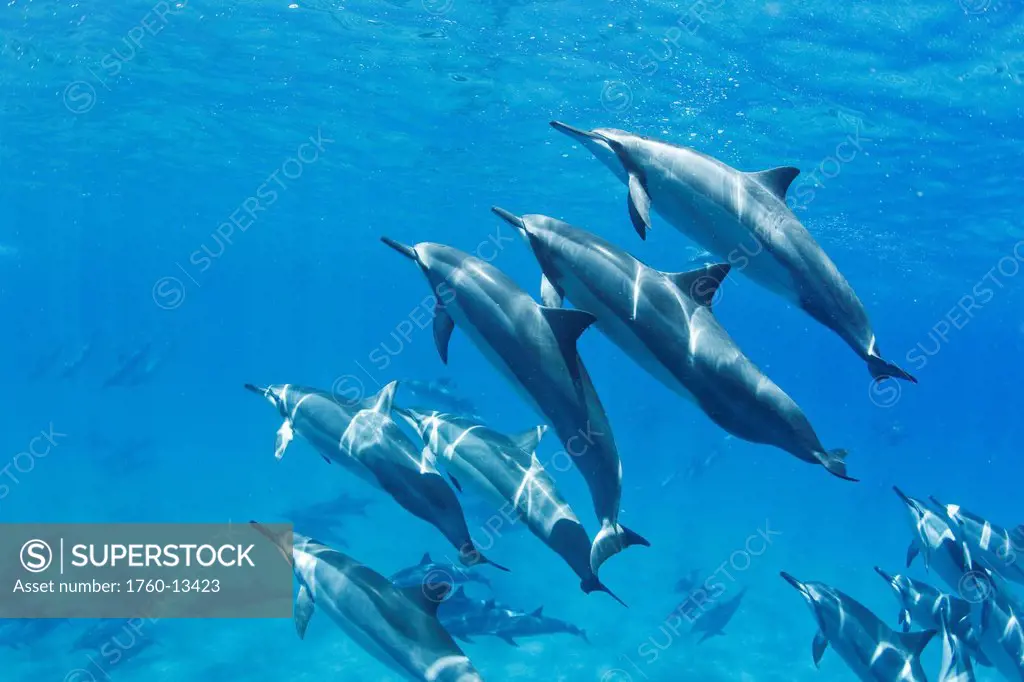 Hawaii, Lanai, Hulopoe Bay, Spinner Dolphins Stenella longirostris underwater.