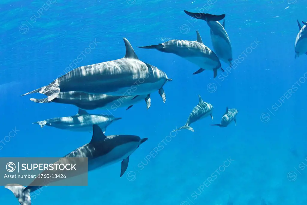 Hawaii, Lanai, Hulopoe Bay, Spinner Dolphins Stenella longirostris underwater near ocean surface.