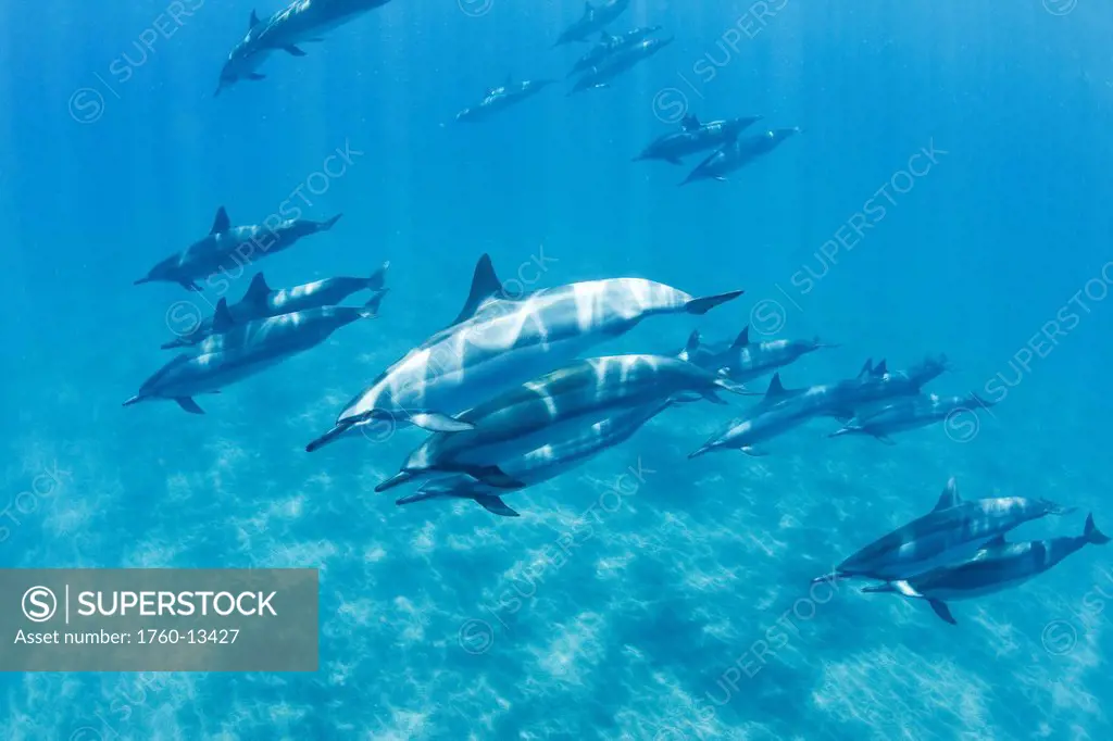 Hawaii, Lanai, Hulopoe Bay, Spinner Dolphins Stenella longirostris underwater.