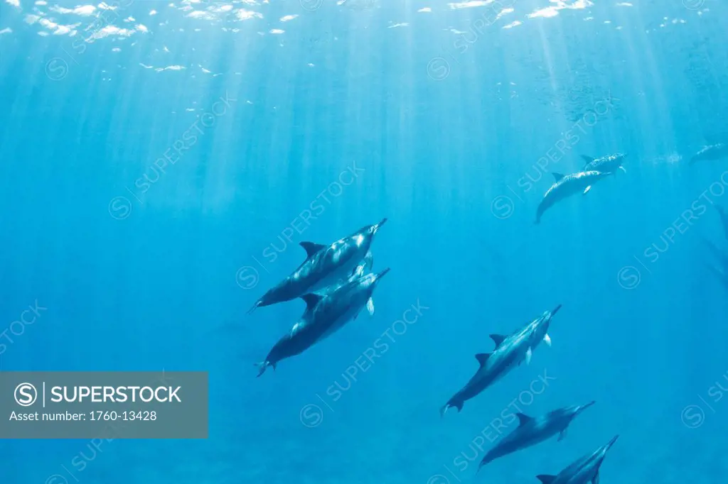 Hawaii, Lanai, Hulopoe Bay, Spinner Dolphins Stenella longirostris underwater near ocean surface, Light rays.