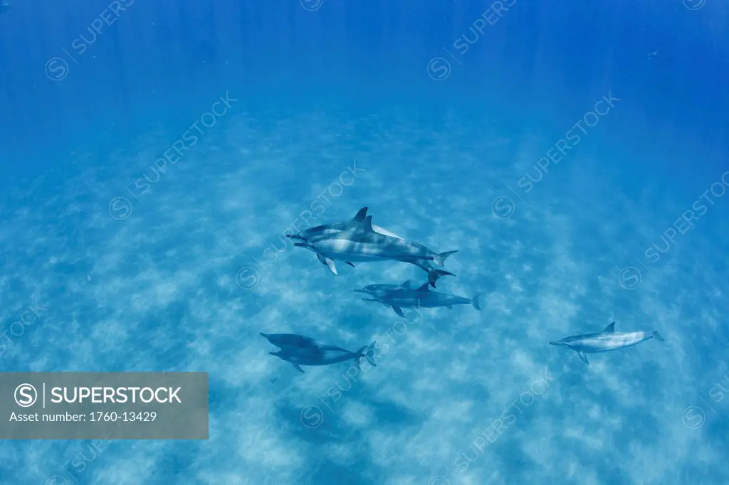 Hawaii, Lanai, Hulopoe Bay, Spinner Dolphins Stenella longirostris underwater near seafloor.