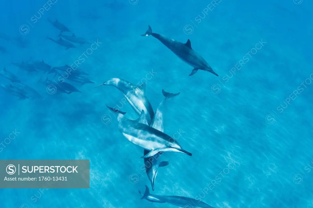 Hawaii, Lanai, Hulopoe Bay, Spinner Dolphins Stenella longirostris underwater near seafloor.