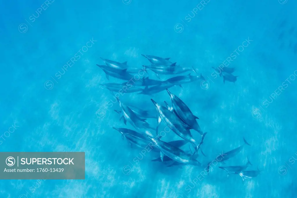 Hawaii, Lanai, Hulopoe Bay, Spinner Dolphins Stenella longirostris underwater near seafloor, View from above.