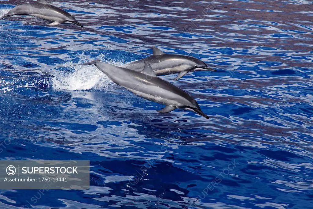 Hawaii, Lanai, School of dolphins leap into the air.
