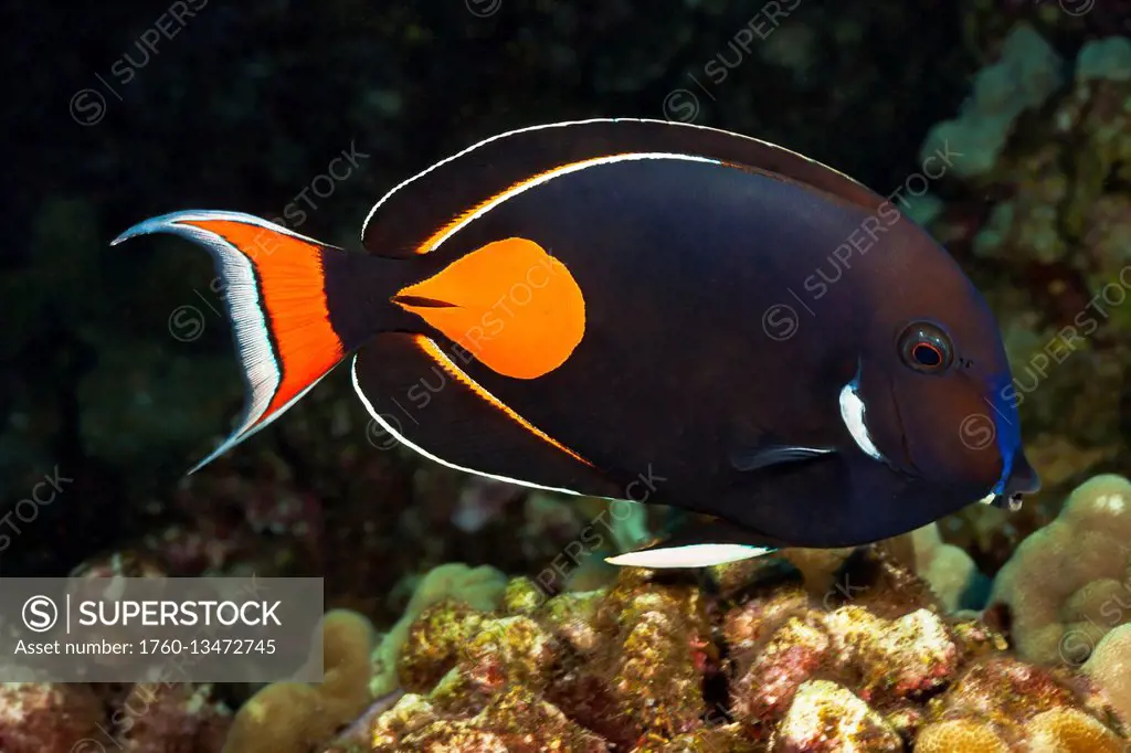 The achilles tang (Acanthurus achilles) reaches 10 inches in length; Hawaii, United States of America