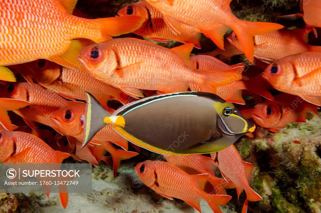This female orangespine unicornfish (Naso lituratus) is a member of the surgeonfish family; Hawaii, United States of America