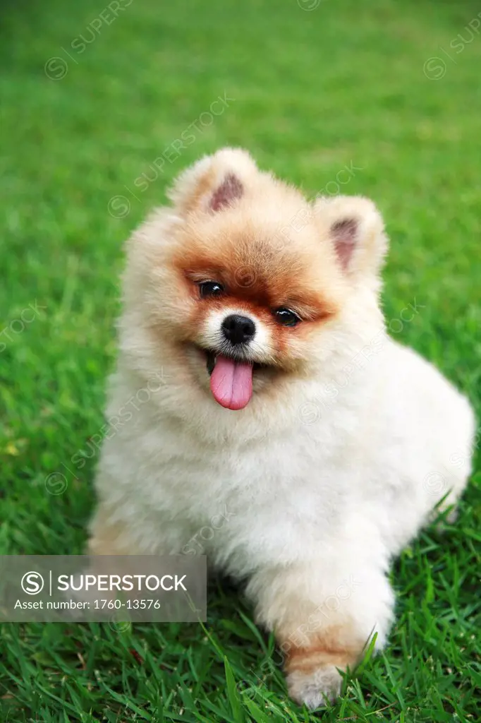 Hawaii, Oahu, Close up of young Pomeranian puppy in park.