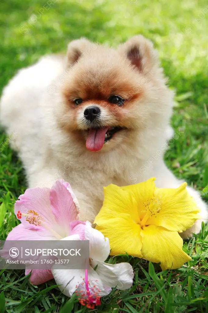 Hawaii, Oahu, Young Pomeranian puppy lays in park with hibiscus flowers.