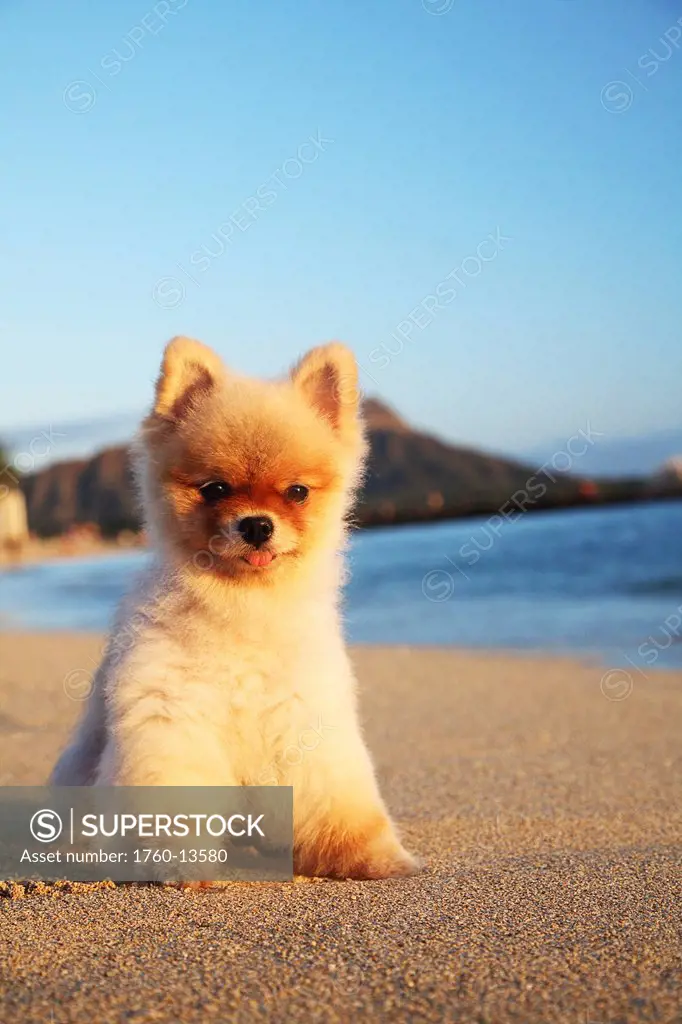 Hawaii, Oahu, Waikiki, Young Pomeranian puppy relaxes on beach in front of Diamond Head.